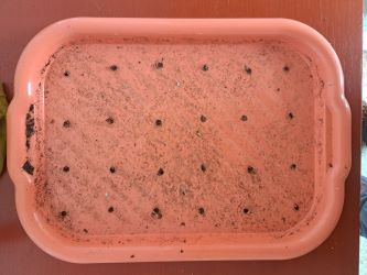 podmiska perforovana microgreens